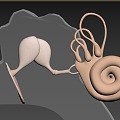 ear ear canal ear drum 3d model