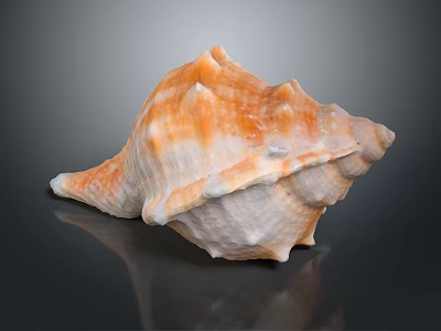 Seashell Decorative Ornament Set with Orange White Spiky Texture on Black Reflective Surface 3d model