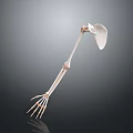 Detailed Human Arm Skeleton Anatomical Model With Scapula Humerus Radius Ulna And Hand Bones