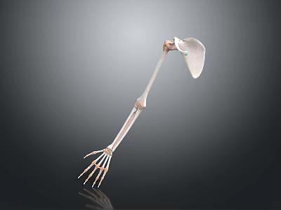 Detailed Human Arm Skeleton Anatomical Model With Scapula Humerus Radius Ulna And Hand Bones 3d model