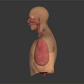 Medical Device Educational Human Anatomy Model Showing Internal Respiratory Digestive Organs 3d model