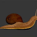 Vibrant Orange Snail with Red Striped Shell and Textured Body on Dark Background