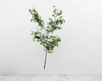 Green Leafy Plant Standing Alone With Lush Green Foliage Against White Wall And Gray Floor 3d model