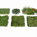 Diverse Green Ground Cover Plants With Various Textures For Garden Landscaping