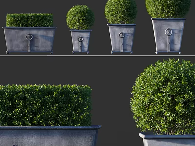 Ornamental Bonsai Potted Plants in Rectangular Metal Planters with Round Green Foliage 3d model
