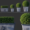 Ornamental Bonsai Potted Plants in Rectangular Metal Planters with Round Green Foliage