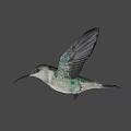 Colorful Hummingbird Flying With Spread Wings In Natural Outdoor Scene