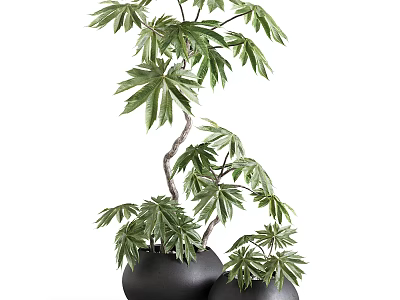 Large And Small Black Vases Featuring Green Plants With Lush Leaves And Branches 3d model