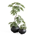 Large And Small Black Vases Featuring Green Plants With Lush Leaves And Branches