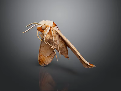 Brown Moth With Extended Antennae And Open Wings On Gray Reflective Surface 3d model