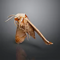 Brown Moth With Extended Antennae And Open Wings On Gray Reflective Surface 3d model
