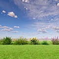 Green Grass With Various Ground Cover Plants And Flowers Under Blue Sky With White Clouds