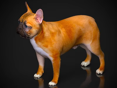 Orange And White French Bulldog Standing On Reflective Black Floor Background 3d model