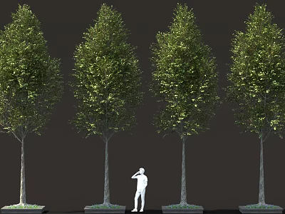 Four Tall Green Trees With a Person Standing And Dark Background 3d model