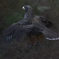 Black Bird With Yellow Beak And Spread Wings Standing On Grassy Ground