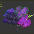 Fresh Purple Grapes With Shiny Water Droplets And Vibrant Leaves On Dark Background