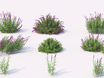 Garden Bushes With Purple Flowers And Green Foliage In Various Sizes 3d model