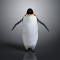 Emperor Penguin Standing With Black Head Yellow Neck White Body On Gray Background