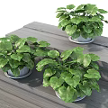 Lush Green Leafy Potted Plants In White Pots With Saucers On Wooden Surface