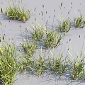 Naturally Growing Green Grass With Slender Leaves And Spike Like Inflorescences On Light Colored Ground