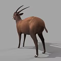 Brown Antelope With Long Horns White Ears And Legs Standing On Gray Background