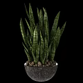 Potted Plants With Long Striped Leaves In Textured White And Black Pots On Wooden Stool