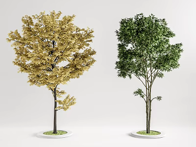 Two Elegant Potted Arbor Trees with Golden Yellow and Green Leaves on White Circular Base 3d model