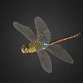 modern dragonfly 3d model