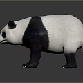 Cute Giant Panda With Black And White Fur Standing On Gray Reflective Background