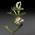 Beautiful White Blooming Flowers With Fresh Green Leaves And Natural Plant Stem
