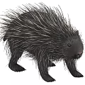 Realistic Black Porcupine With Long Sharp Quills Standing In Natural Pose