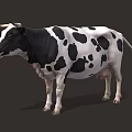 Black and White Spotted Cow with Horns Standing in Full Body Profile View
