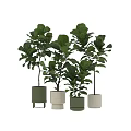 Indoor Potted Plants with Large Green Leaves in White Green Pots on Stands