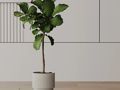Bonsai Potted Plant with Large Green Leaves in White Ribbed Pot Against Light Colored Wall 3d model