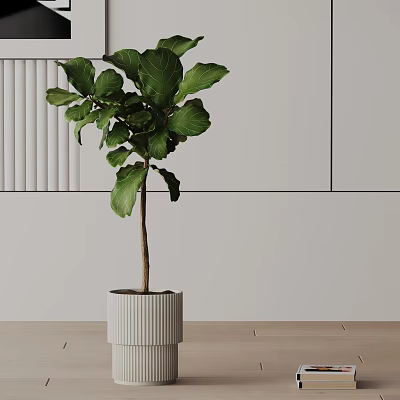 Bonsai Potted Plant with Large Green Leaves in White Ribbed Pot Against Light Colored Wall 3d model