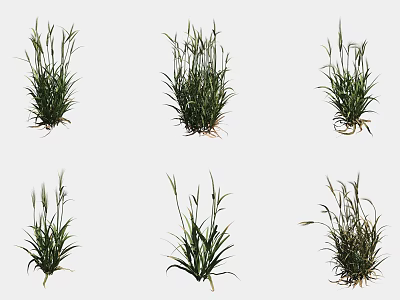Various Healthy Green Crop Seedlings Displaying Different Growth Forms And Herb Plant Features 3d model
