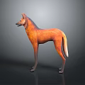 Realistic Orange Red Fox Animal Character 3D Model In Standing Pose With Gray Background