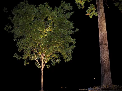 Small And Large Illuminated Arbor Trees With Lush Green Leaves And Thick Trunks At Night 3d model