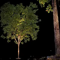 Small And Large Illuminated Arbor Trees With Lush Green Leaves And Thick Trunks At Night