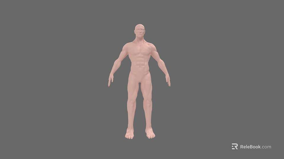 Detailed 3D Rendered Man Full Body Anatomical Model on Gray Background 3d model 