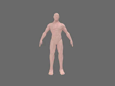 Detailed 3D Rendered Man Full Body Anatomical Model on Gray Background 3d model