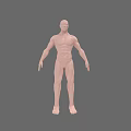 Detailed 3D Rendered Man Full Body Anatomical Model on Gray Background