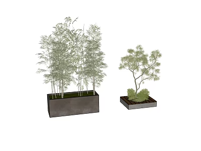 Modern Bamboo and Tree Bonsai Potted Plants in Rectangular Planters with Lush Green Foliage 3d model