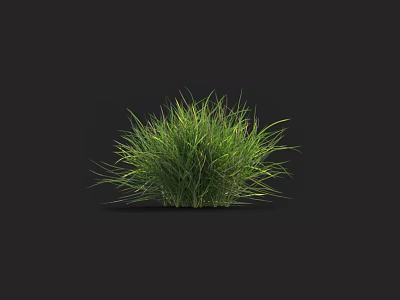 Lush Green Grass Plant with Fresh Leaves Growing Against Dark Background 3d model