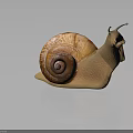 Snail With Spiral Brown Shell Light Brown Body And Antennae On Smooth Dark Surface