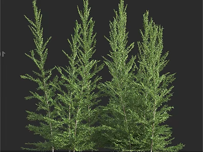 Tall Green Trees With Lush Dense Foliage In Natural Growth 3d model