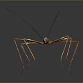 Stick Insect With Long Slender Brown Body Thin Legs On Dark Background And Surface Reflection 3d model