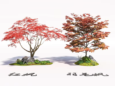 Ornamental Red Maple and Japanese Maple Trees with Colorful Foliage for Garden Landscape Design 3d model