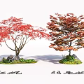 Ornamental Red Maple and Japanese Maple Trees with Colorful Foliage for Garden Landscape Design