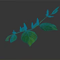 Green Plant Branch with Tender Leaves and Fresh Buds on White Background